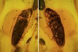 Detailed Fossil Beetle (Coleoptera) In Baltic Amber #81724-1